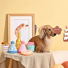 Yappy Birthday Donut Squeaky Dog Toy