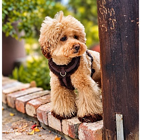 Comfort Furlowe Faux Fur Dog Harness