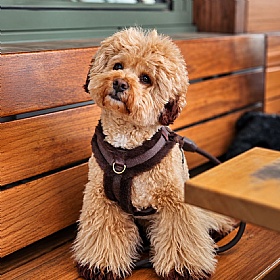 Comfort Furlowe Faux Fur Dog Harness