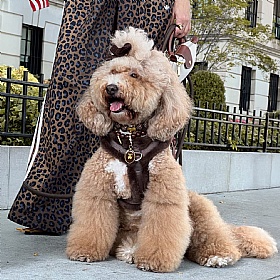 Comfort Furlowe Faux Fur Dog Harness