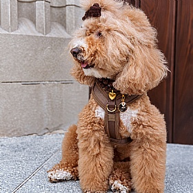 Comfort Sleek Silhouette Dog Harness
