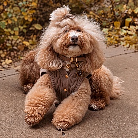 Pretty Toffee Dog Necklace