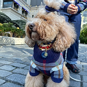 Hearthside Dog Jumper