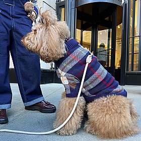 Hearthside Dog Jumper
