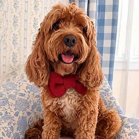 Ruby Knot Jumbo Dog Bow Tie