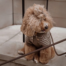 Rowe Knit Polo Dog Jumper - Textured Knit - Striped Pattern