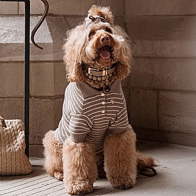 Rowe Knit Polo Dog Jumper - Textured Knit - Striped Pattern