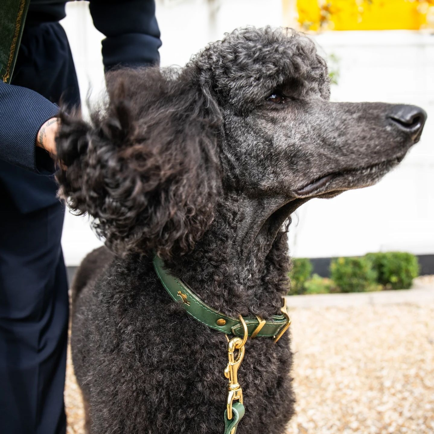 Standard poodle dog collars sales